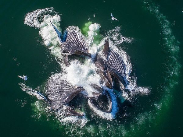 Alaska-Aerial view of Humpback Whales lunging at surface of Frederick Sound while bubble net feeding